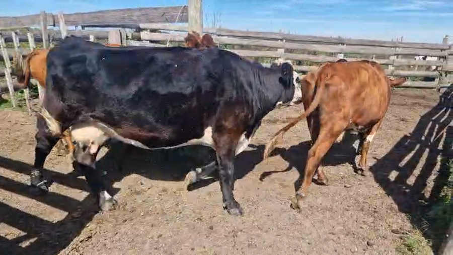 Lote 15 Vaca a remate en Pantalla Camy, San José