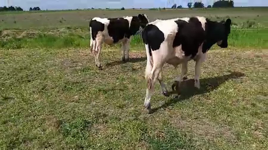 Lote 3 Novillos HOLANDO a remate en REMATE POR PANTALLA 300kg - , San José