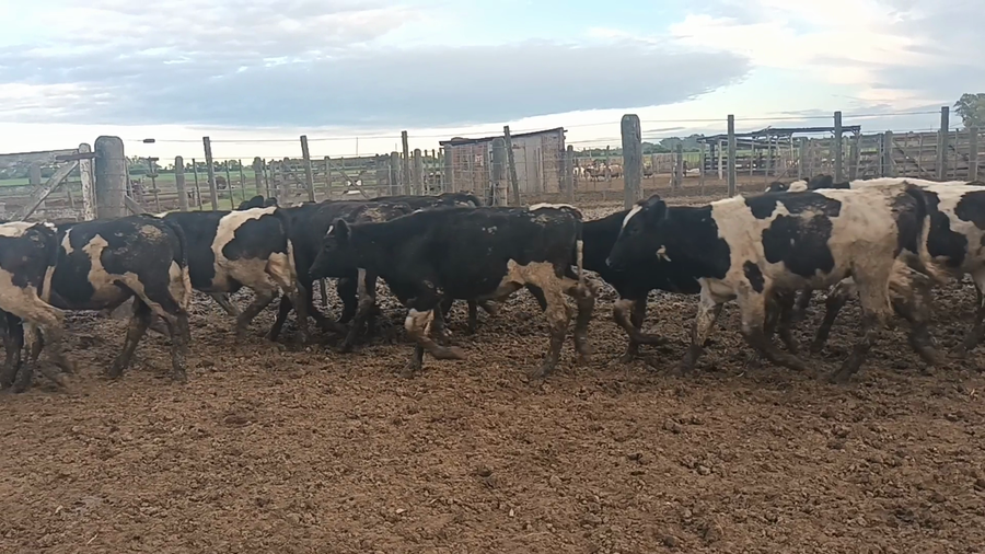 Lote 26 Terneros Holando Argentino en Palacios, Santa Fe