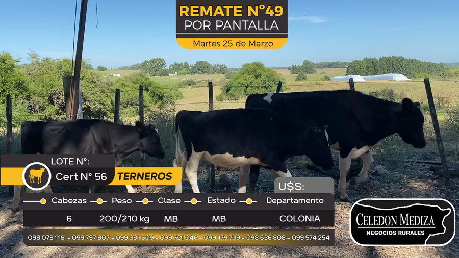 Lote 6 Terneros en Paso Antolín, Colonia