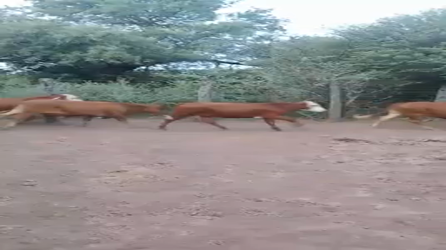 Lote 160 Novillitos en Juan José Castelli, Chaco