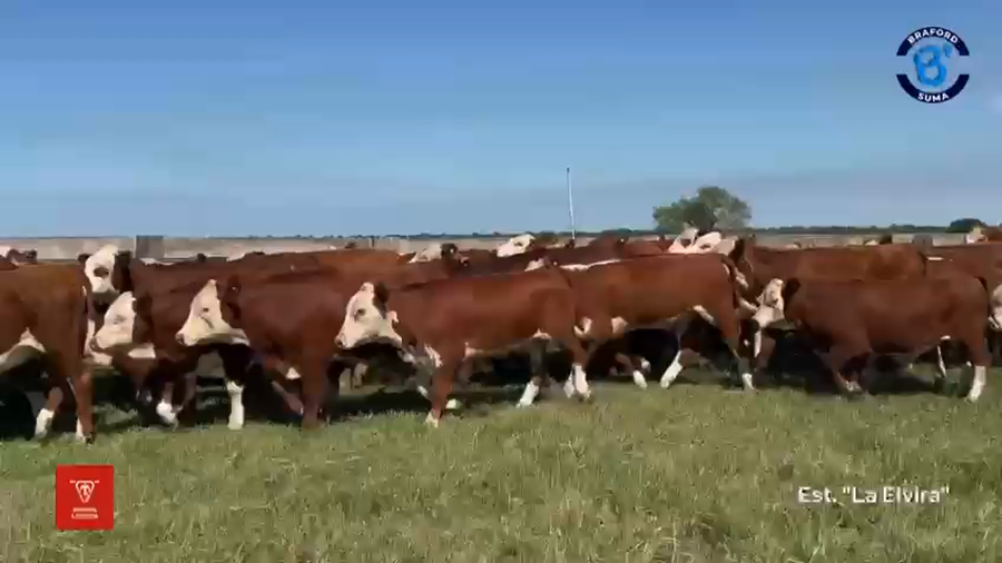 Lote 100 Terneros en Corrientes, Mercedes