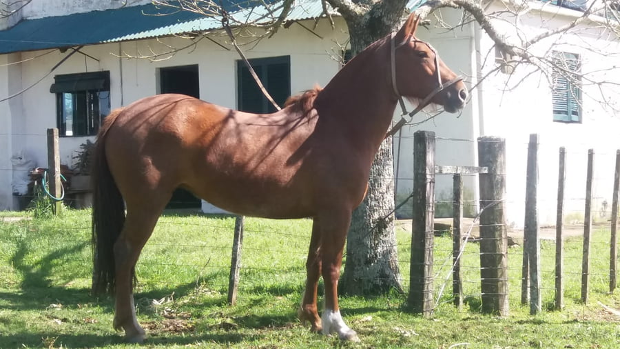 Lote Cabaña "Don Tito" - RP 203 - Uvita Arachán