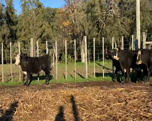 Lote (Vendido)6 Vaquillonas  a remate en Pantalla Carmelo 395kg -  en PLATA FOMENTO