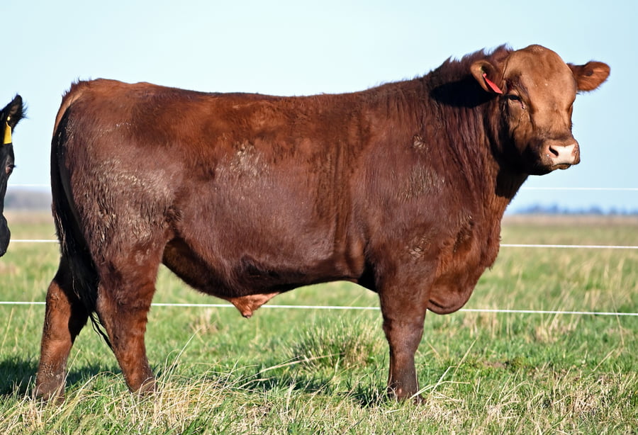 Lote TOROS PUROS CONTROLADOS