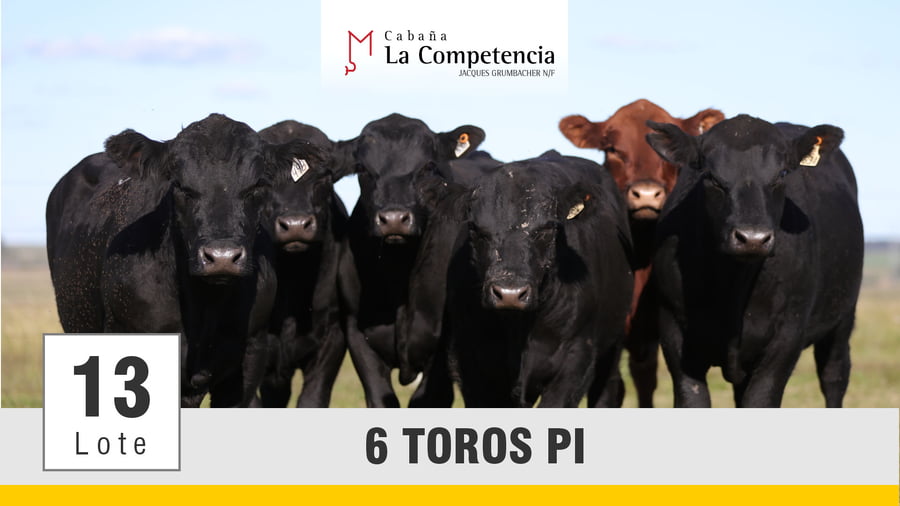Lote (Vendido)Toros a remate en Subasta Toros de La Competencia, Montevideo