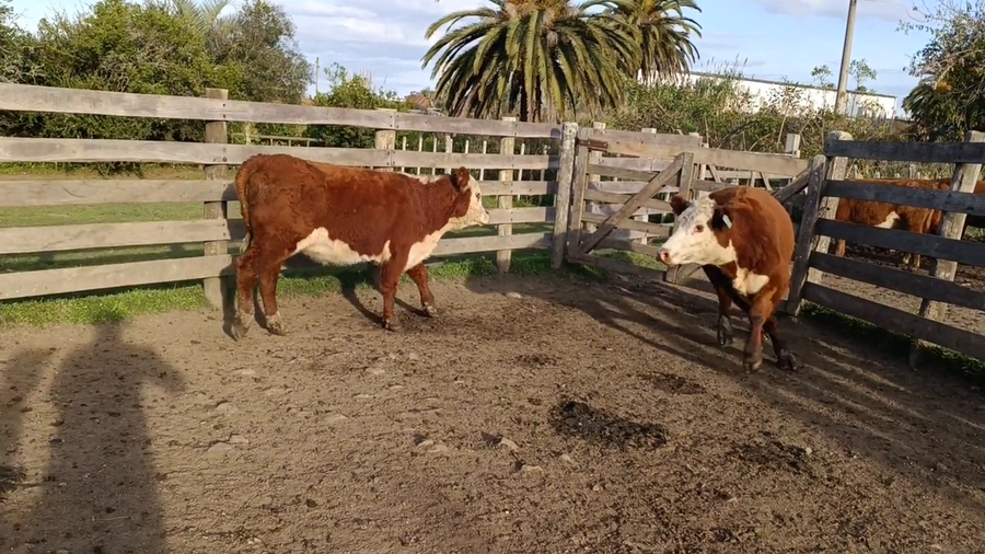 Lote Birriel Hnos y Asociados