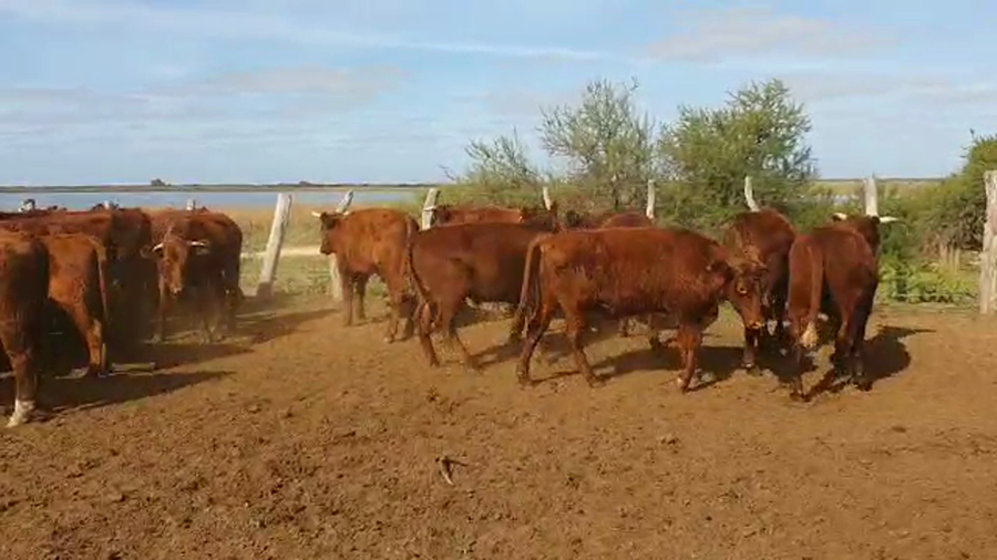 Lote 40 Novillitos Braford y sus cruzas en Pueblo Libertador, Corrientes
