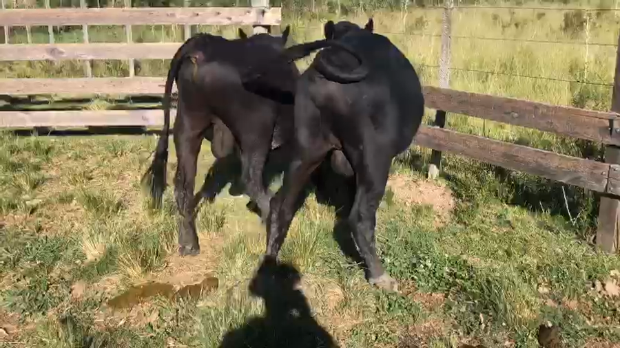 Lote 2 Toros Cruza Angus, Hereford