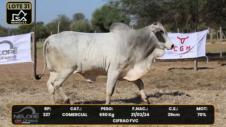 Lote LOTE 31