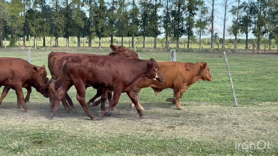 Lote 104 Terneros en Corrientes, Perugorría