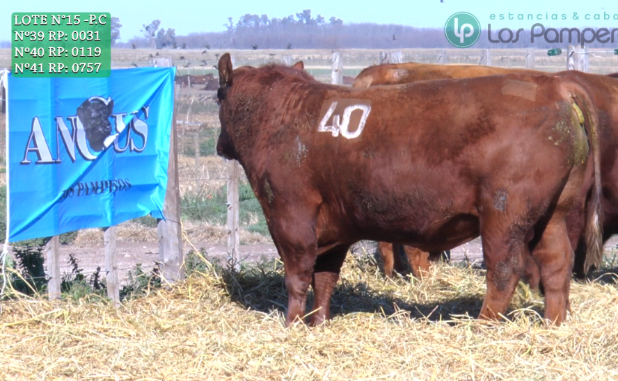 Lote TOROS PUROS CONTROLADOS