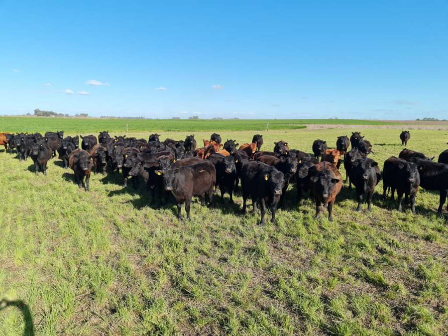 Lote 38 Vaquillonas C/ gtia de preñez en 25 de Mayo, Buenos Aires