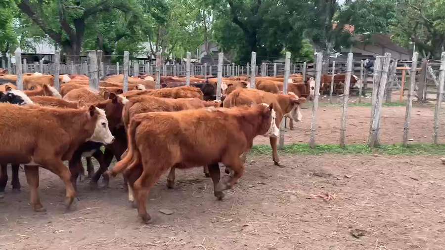 Lote 35 Novillos 1 a 2 años en Melo, Cerro Largo