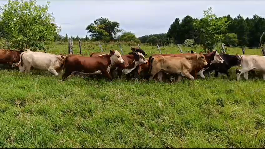 Lote 57 Novillitos y vaquillonas en Misiones, Posadas