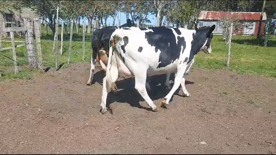 Lote 3 Vaquillonas  Holando a remate en Remate por pantalla de la Exposición de San José, San José