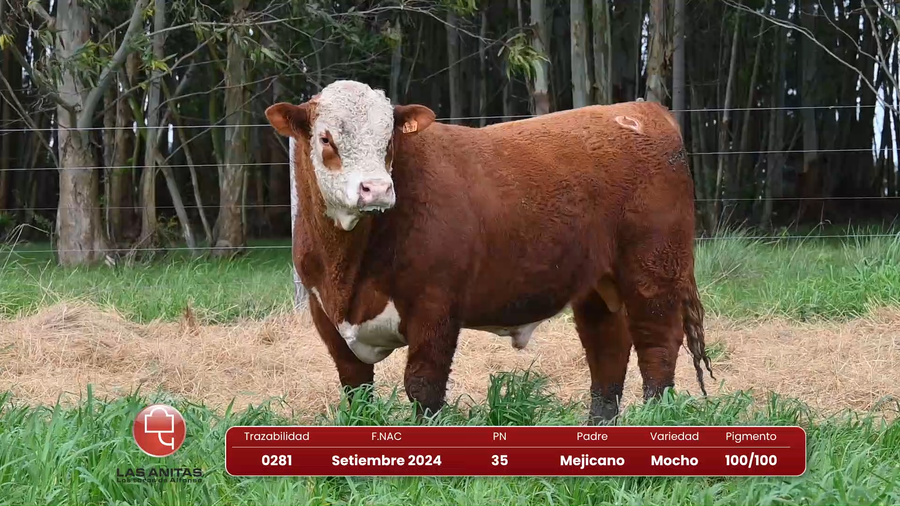 Lote Lote 33