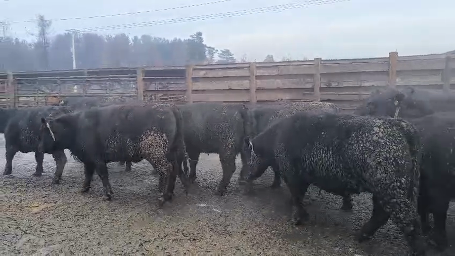 Lote 40 Vaquilla Gorda en Los Ángeles, VIII Región Biobío