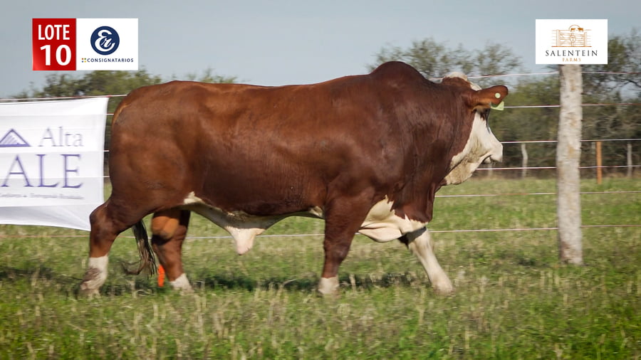 Lote LOTE 10 - TORO BRAFORD NO. 23