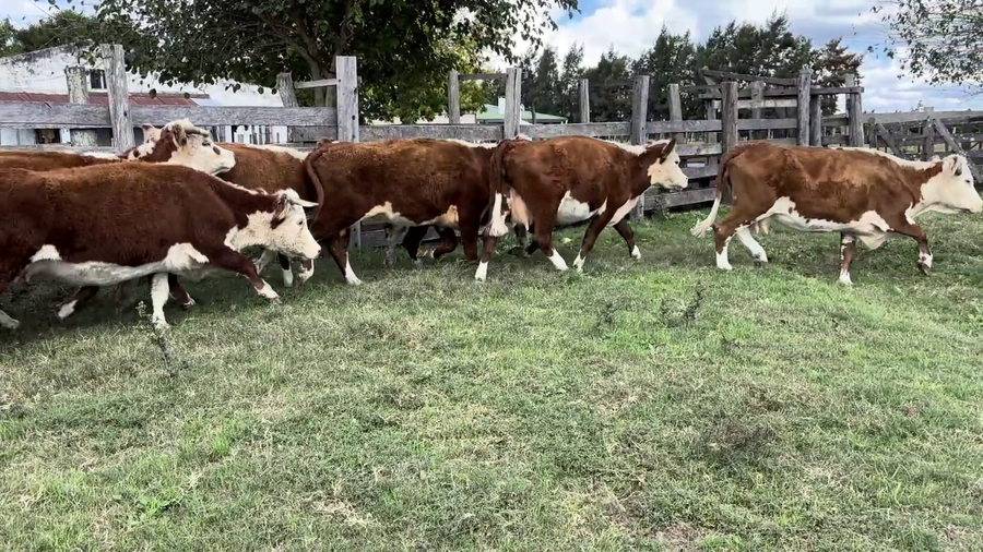 Lote VACAS DE INVERNADA