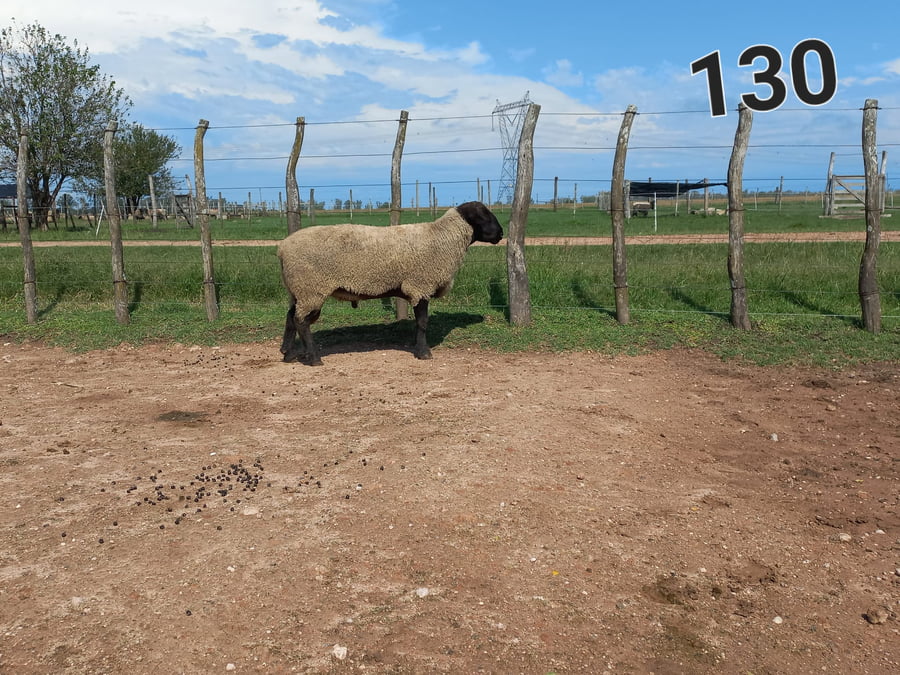 Lote 5 Borregos SUFFOLK a remate en 1° Remate Virtual BALTASAR BRUM 90kg -  en CANGÜE. RUTA 3 KM 357