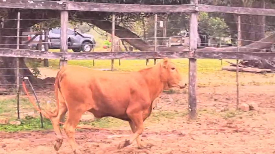 Lote Vaquillas Brangus a remate en Pantalla El Plantelaso 310kg -  en Cnel. Oviedo