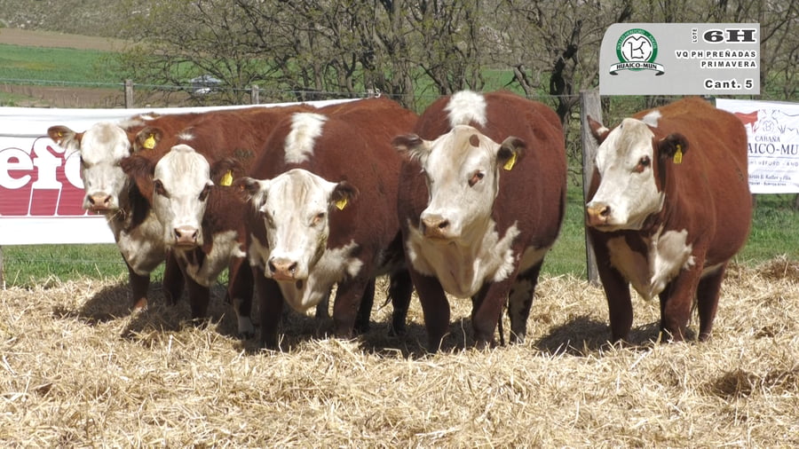 Lote VACAS HEREFOD PREÑADAS Y PARIDAS