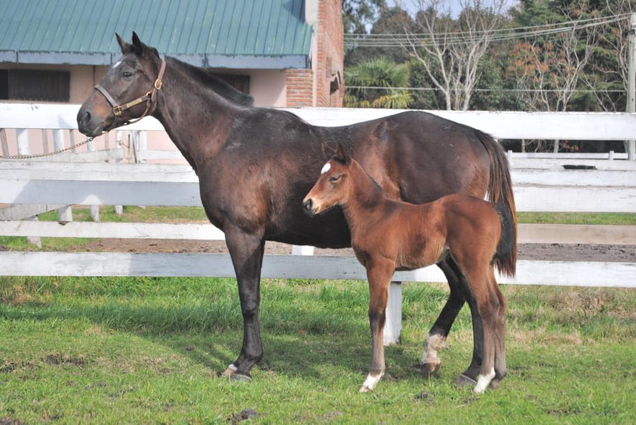Lote GREAT SALT LAKE