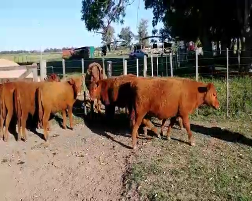 Lote 11 Terneros en Brandsen, Buenos Aires