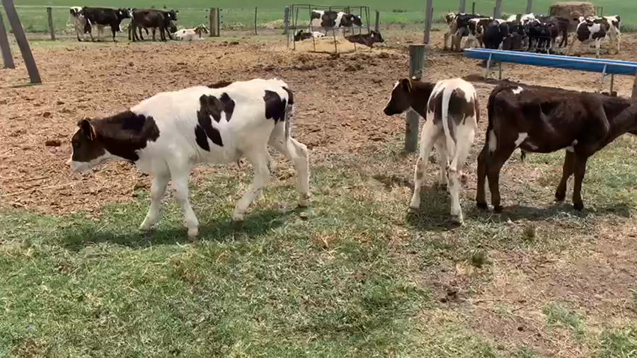 Lote 6 Terneros San José