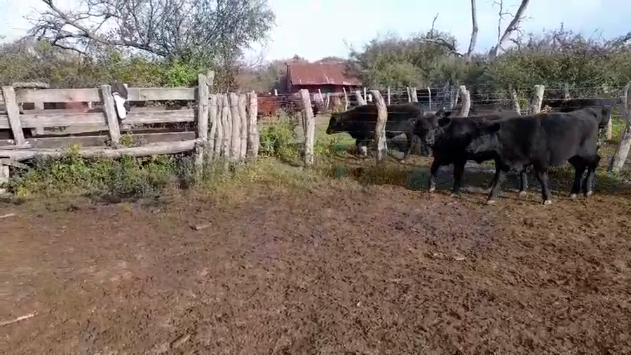 Lote 75 Terneros/as en Entre Ríos, Conscripto Bernardi