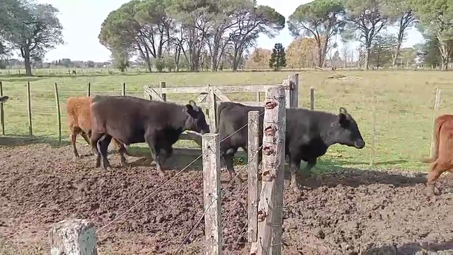 Lote 26 Novillitos