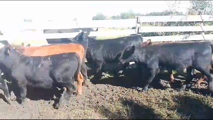 Lote 15 Terneros AA a remate en Pantalla Camy 180kg -  en Pavon