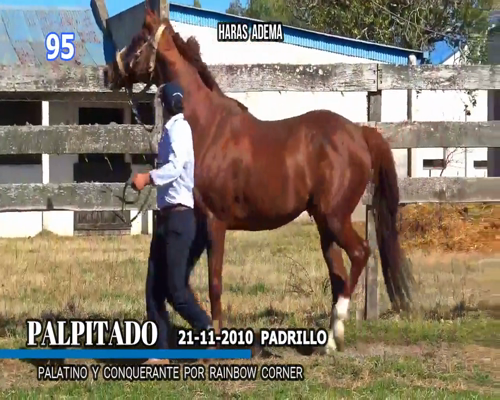 Lote PALPITADO