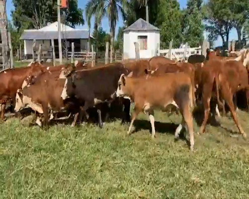 Lote 70 Terneros/as en Mercedes, Corrientes