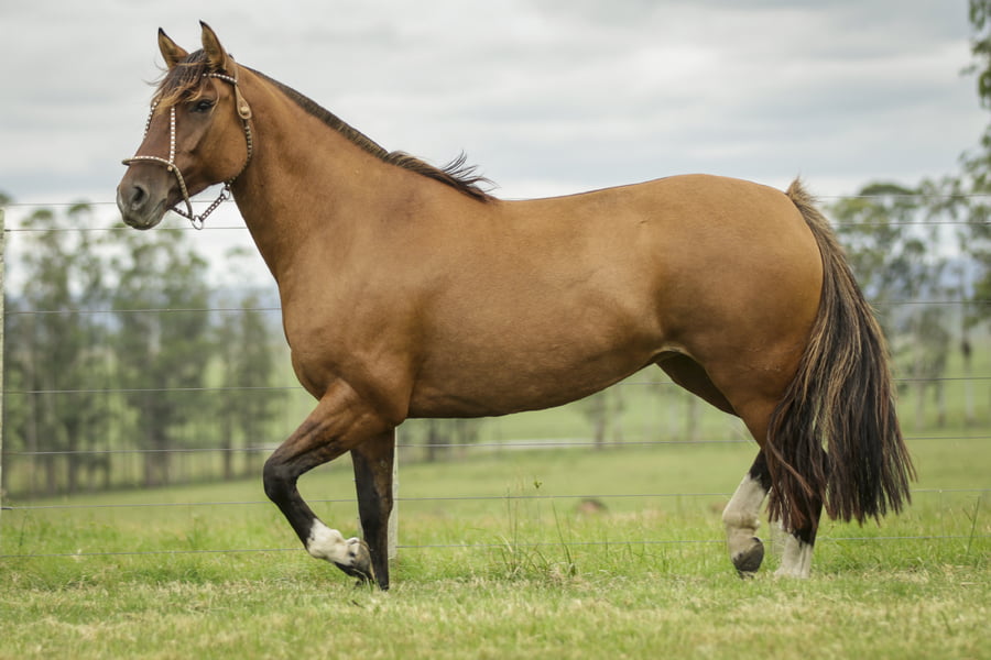 Lote ILUSTRADA DE LA COLINA R.P 168