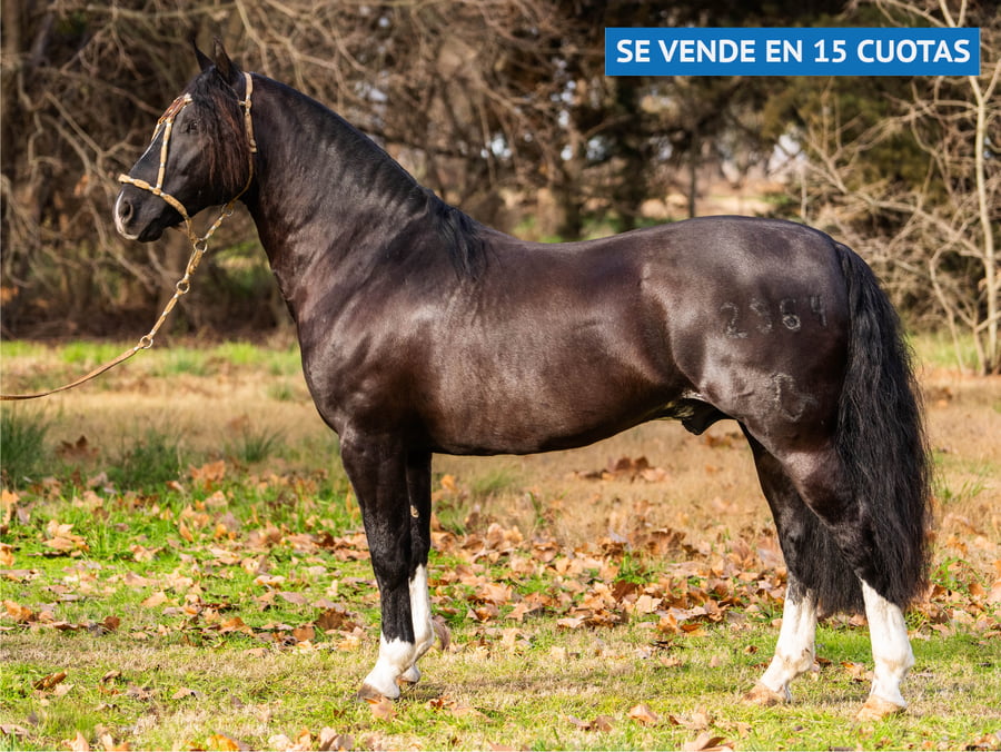 Lote DEL OESTE PIALADOR
