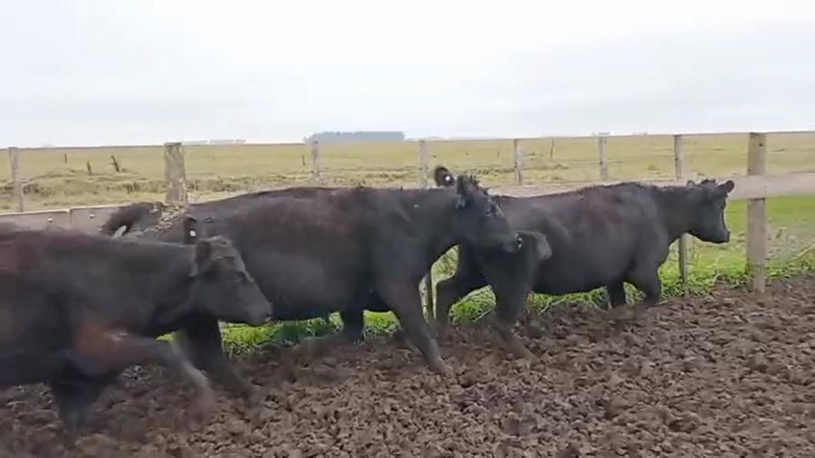 Lote 9 Vacas nuevas Preñadas en Bolívar