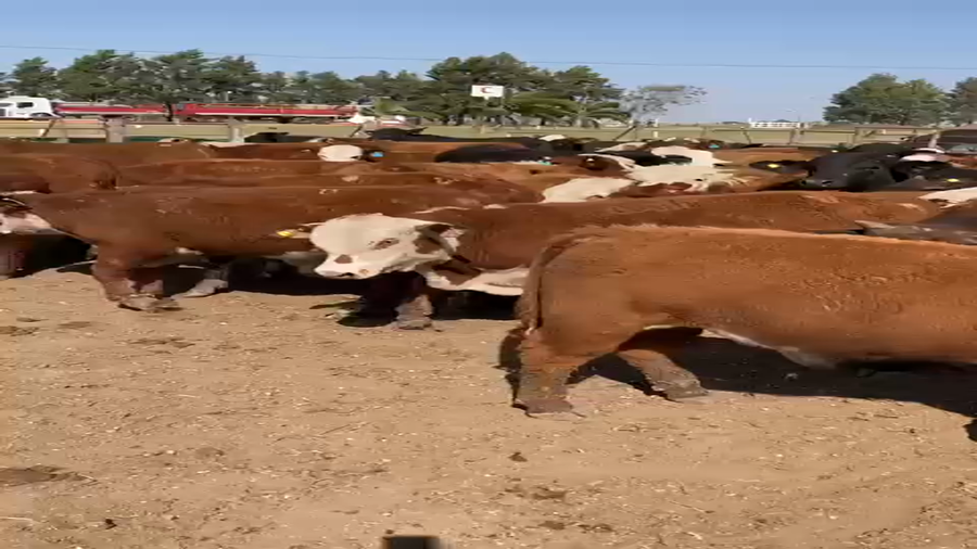 Lote 115 Terneros Braford en Calchaquí, Santa Fe