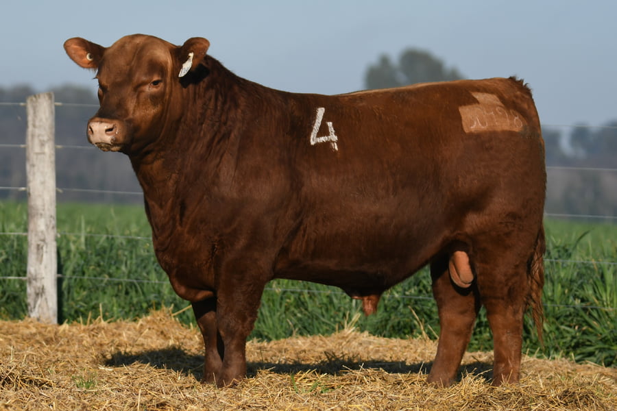 Lote TORO ANGUS PC