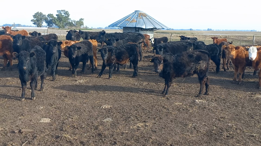 Lote 100 Terneros en Bolivar