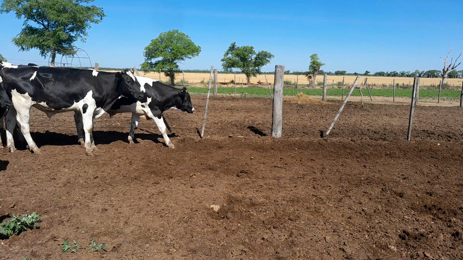 Lote 11 Novillitos Feed Lot Holando Argentino en Morteros, Córdoba