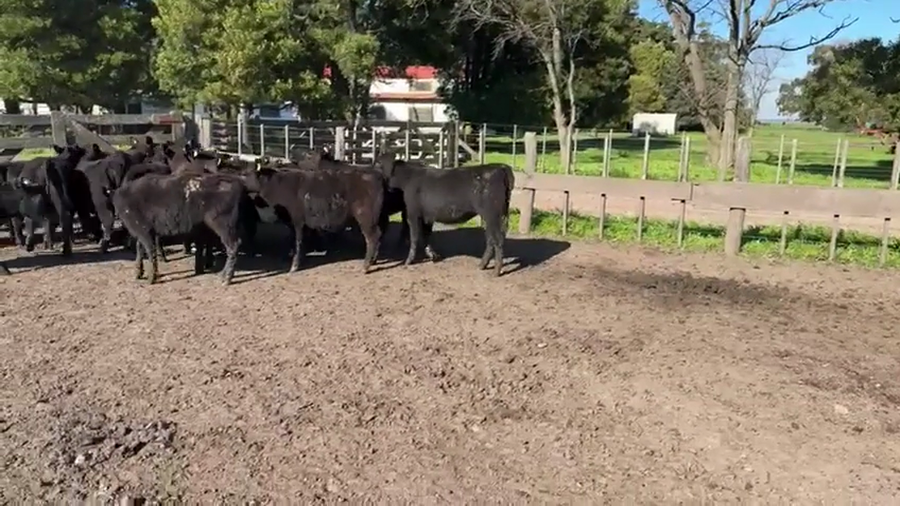 Lote TERNERAS GENERALES SANTA MARTA