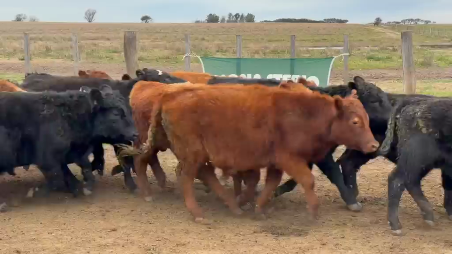 Lote 80 Novillitos en Trenel - LP