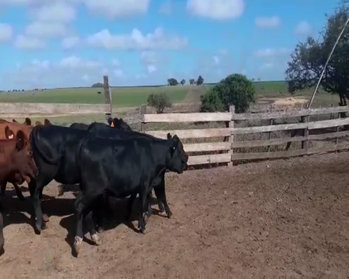 Lote 15 Vaquillonas 1 a 2 años ANGUS a remate en Pantalla Camy 230kg - , San José