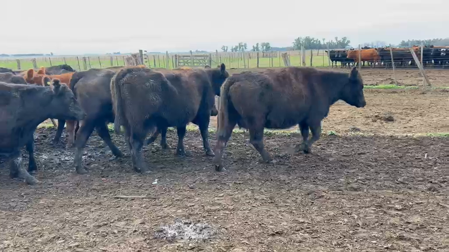 Lote 35 Vacas de invernar