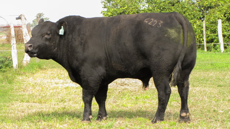 Lote CABAÑA COEMBOTÁ: RP 223