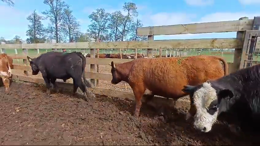 Lote 37 Ternero en Frutillar, X Región Los Lagos