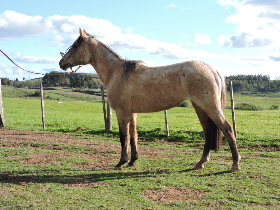Lote Paso Luz Del Alba (RP) - Cabaña San Germán del Paso”