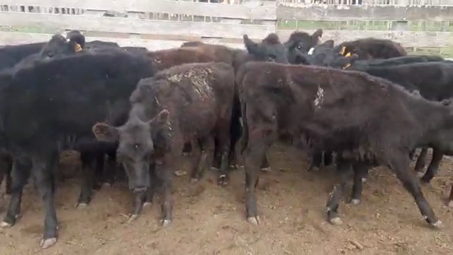 Lote 12 Terneras angus